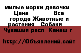 милые иорки девочки › Цена ­ 15 000 - Все города Животные и растения » Собаки   . Чувашия респ.,Канаш г.